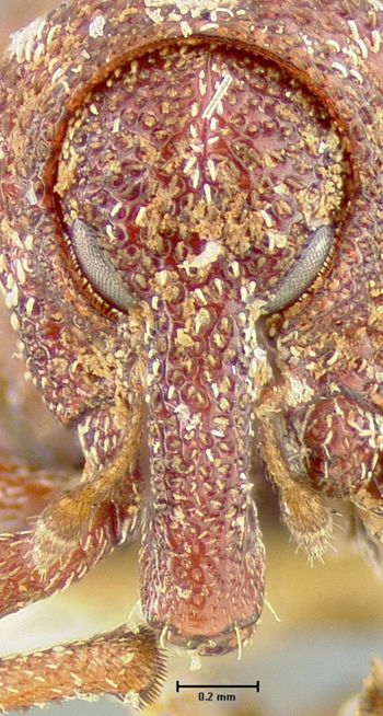 Media type: image;   Entomology 25217 Aspect: head frontal view